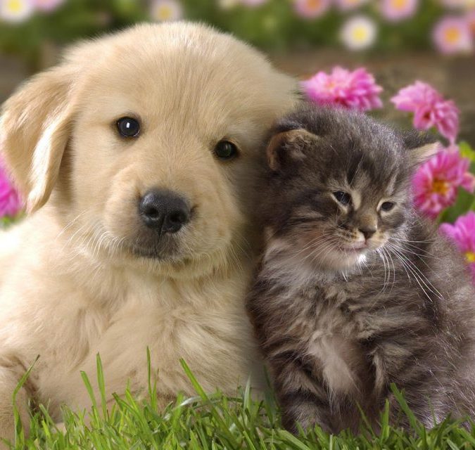 An Animal is for Life – reigning Cats and Dogs