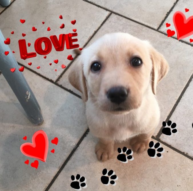 They Call it Puppy Love