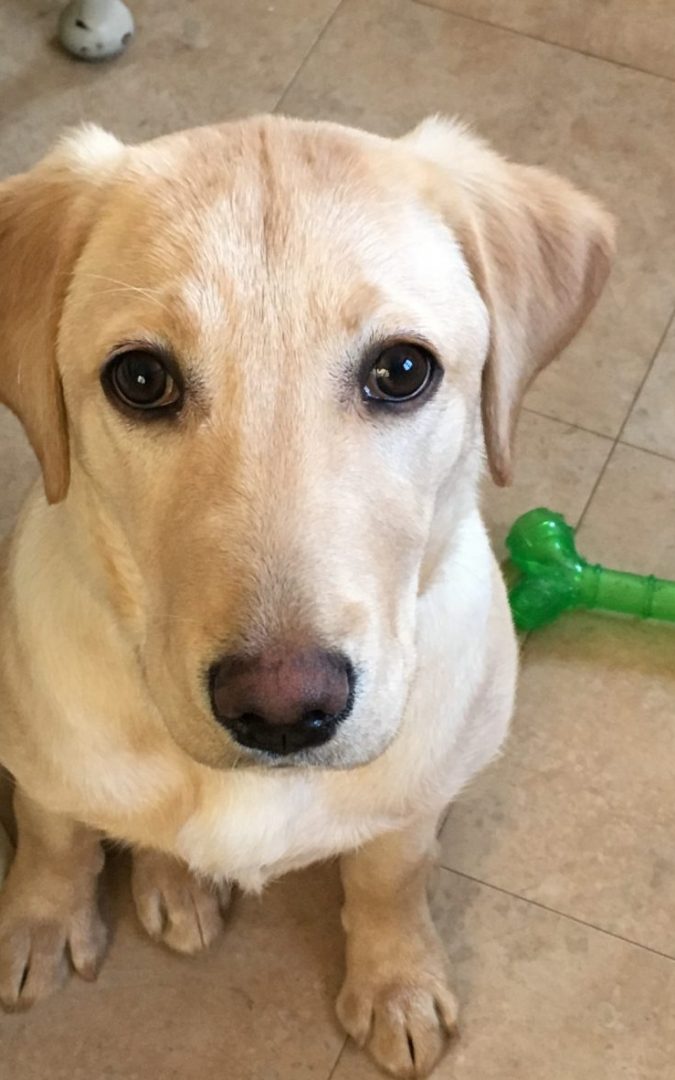 Milly Goes to Boot Camp – And We All Come Out Smiling