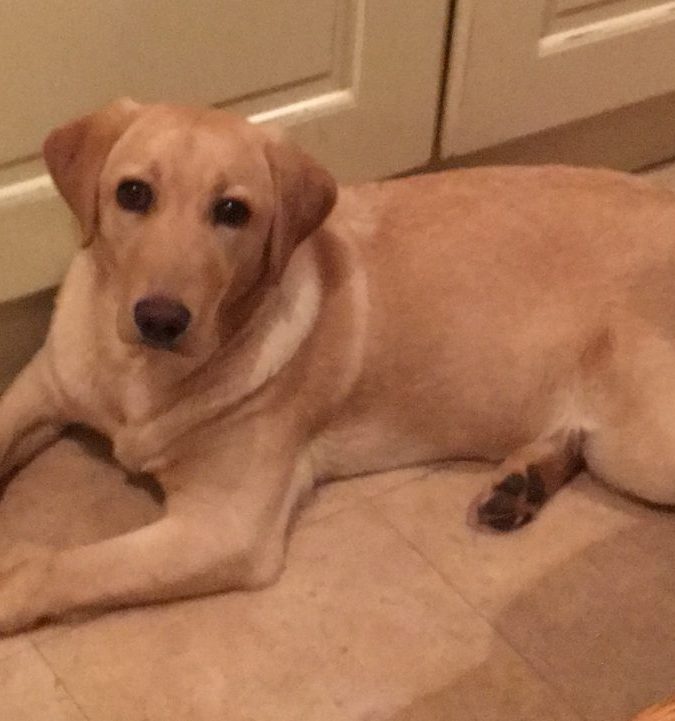 To Spay or Not to Spay – Milly Comes of Age