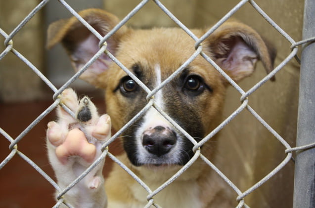 RESCUE ARE OUR FAVOURITE BREED – A DOG IS FOR LIFE